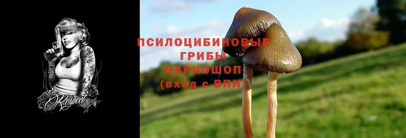 где купить   Старый Оскол  Псилоцибиновые грибы MAGIC MUSHROOMS 